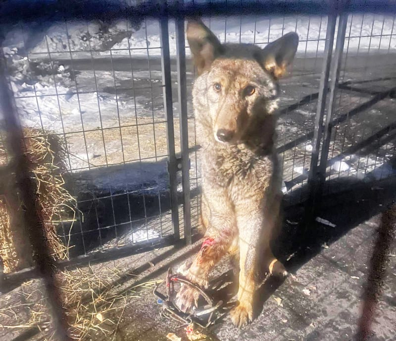 Family Saves Trapped Coyote After 2-Week Connecticut Rescue