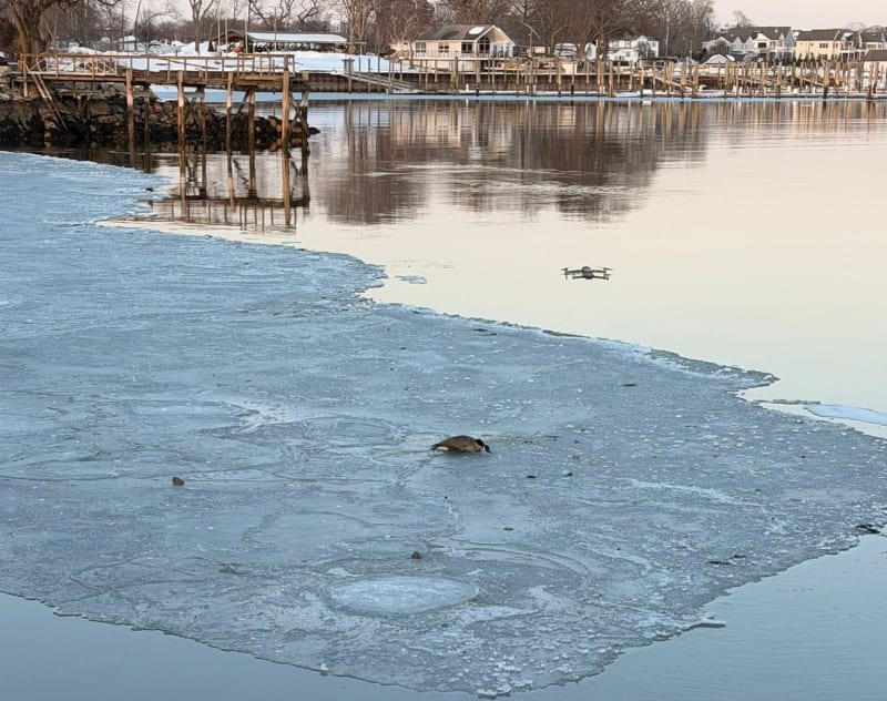 Firefighters Use Drone to Save Goose Stuck on Frozen Lake