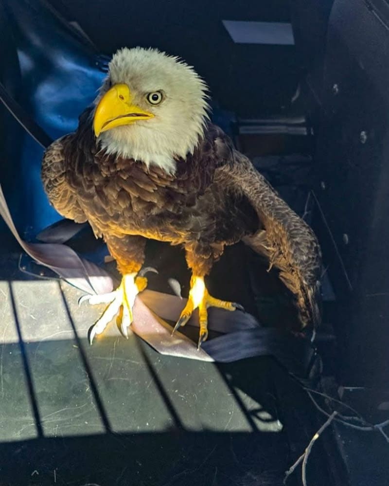 Police Save Injured Bald Eagle on Florida Street - Image 4