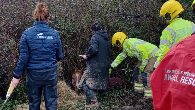Fire Crews Save Horse Trapped in Water-Filled Ditch - Image 3