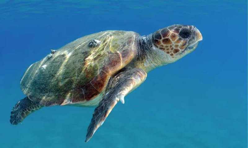 8 Nearly Extinct Species Now Thriving Across America - Image 4