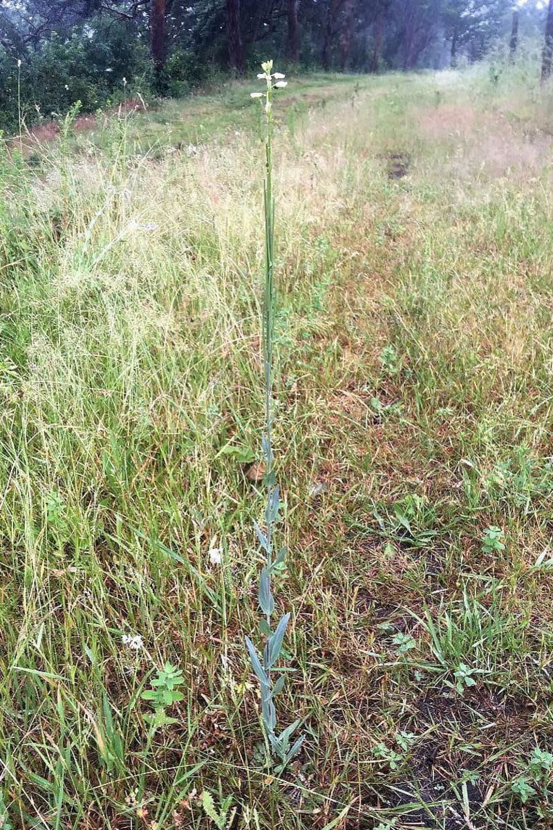 London Volunteers Growing Rare Wildflowers at Home - Image 4