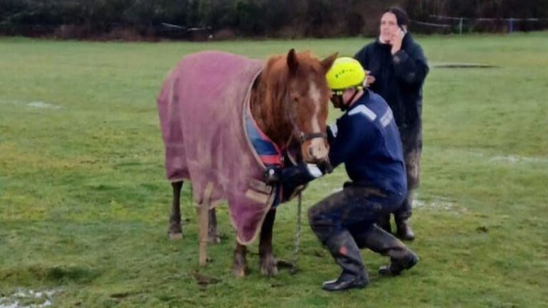 Fire Crews Save Horse Trapped in Water-Filled Ditch - Image 4