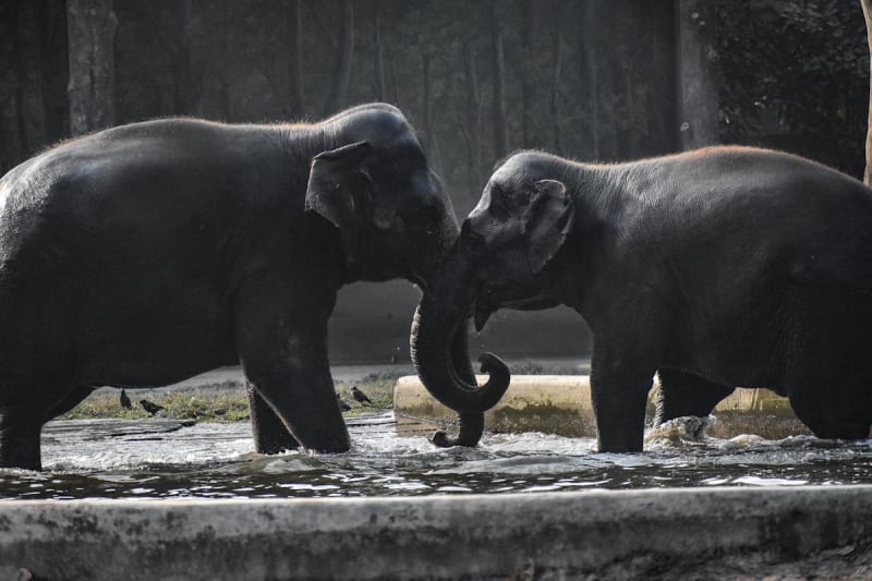 Dubai to Store DNA of 10,000 Species in Global Biobank