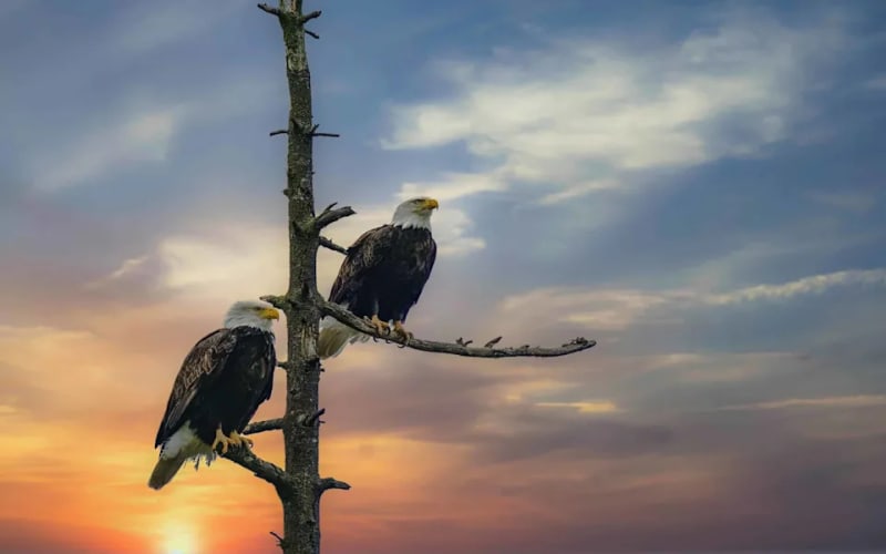 8 Nearly Extinct Species Now Thriving Across America - Image 3