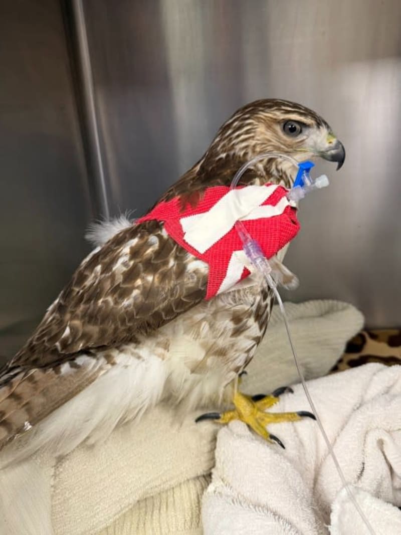 Starving Hawk Saved by Blood Transfusion from Clinic Mate - Image 5