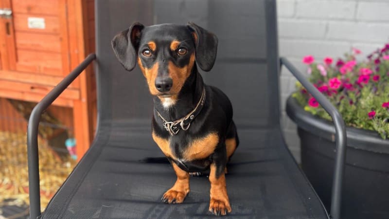 Volunteers Find 2 Lost Dogs in Miracle Mountain Rescues - Image 4