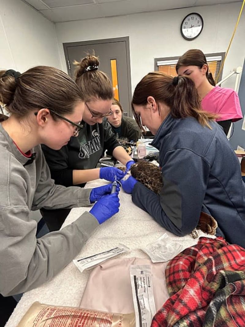 Starving Hawk Saved by Blood Transfusion from Clinic Mate - Image 4