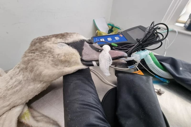 Rescue Team Saves Swan With Two Fishing Hooks in Body - Image 2