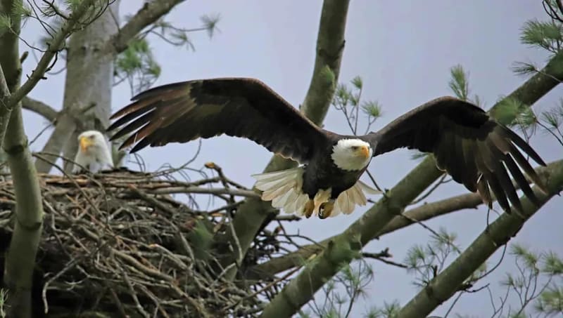 8 Nearly Extinct Species Now Thriving Across America - Image 2
