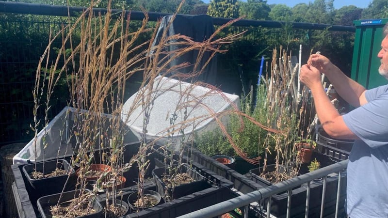 London Volunteers Growing Rare Wildflowers at Home - Image 3