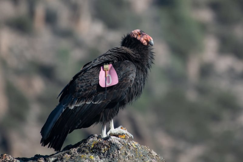 California Condors Soar From 22 Birds to Thriving Comeback - Image 3