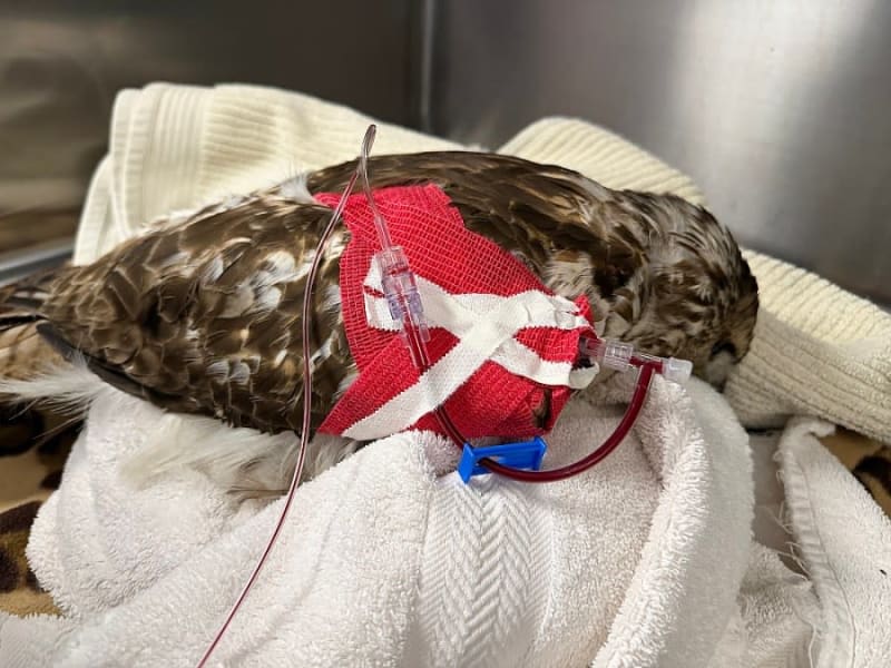 Starving Hawk Saved by Blood Transfusion from Clinic Mate - Image 3