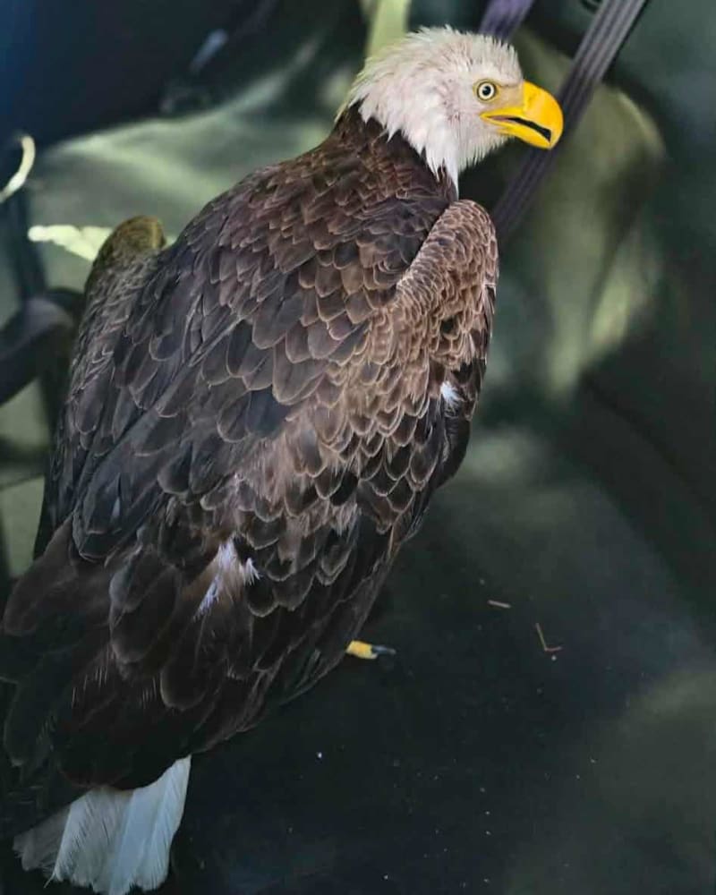 Police Save Injured Bald Eagle on Florida Street