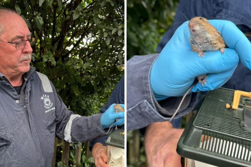 Wildlife Team Rescues Deer and Stowaway Mouse in One Trip
