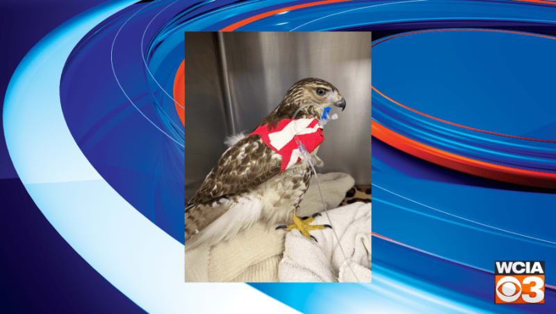 Starving Hawk Saved by Blood Transfusion from Clinic Mate
