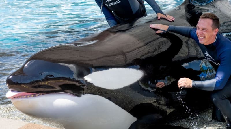 SeaWorld Orlando Rescues 16 Cold-Stunned Sea Turtles - Image 2