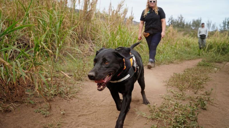 Maui Wind Farm Gets 25-Year Lease to Power 17,000 Homes - Image 4