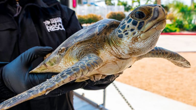 Texas Aquarium Rescues 400 Sea Turtles From Winter Storm