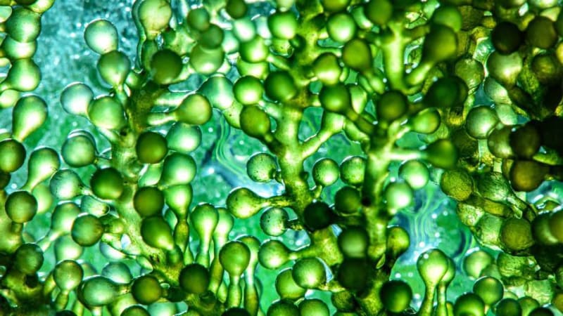 Maui Wind Farm Gets 25-Year Lease to Power 17,000 Homes - Image 5