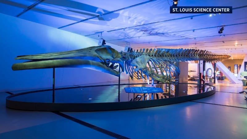 St. Louis Gets 80-Foot Blue Whale Exhibit in May