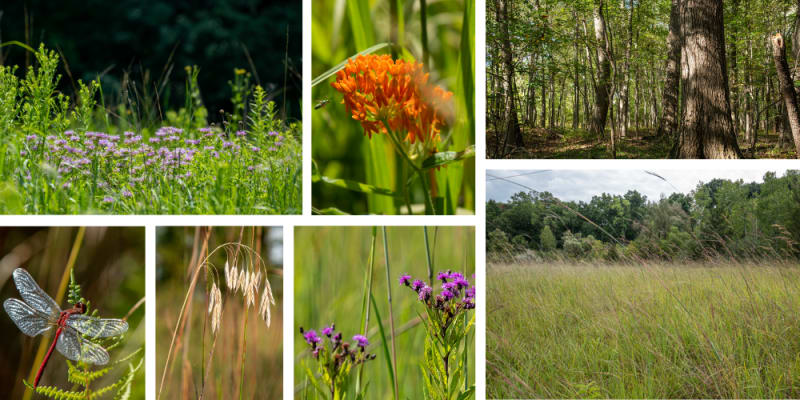 Michigan Community Unites to Preserve Rare Prairie Paradise - Image 3