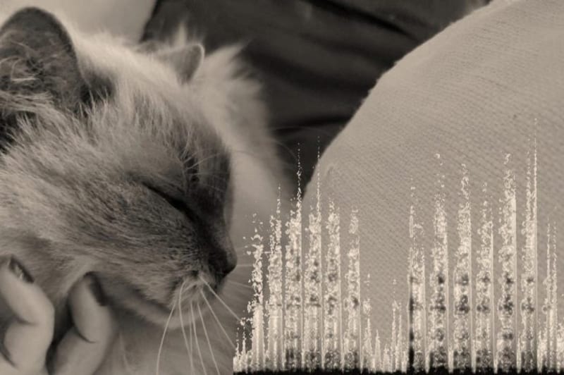 Your Cat's Purr Reveals Its Unique Identity, Study Finds - Image 3