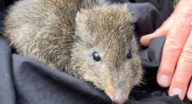DNA From Poop Helps Save World's Rarest Marsupial