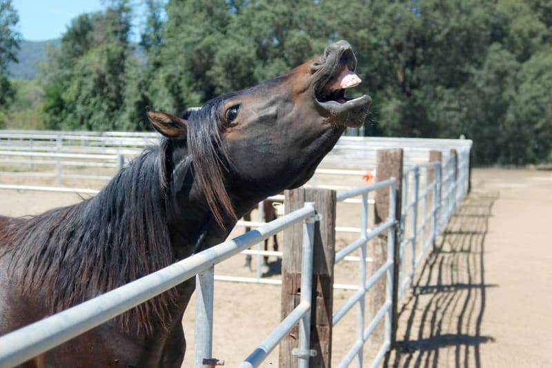 Scientists Discover Horses Whistle and Sing at Once