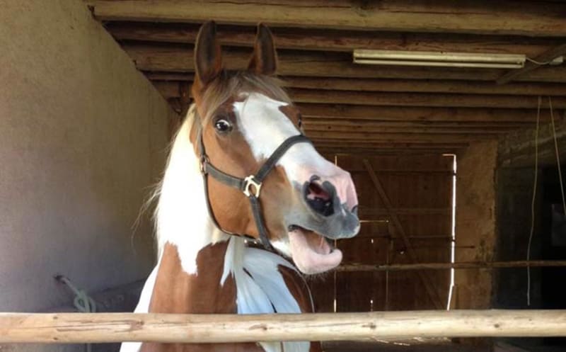 Scientists Discover Horses Whistle and Sing at Once - Image 3