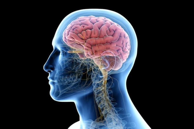 Scientists Find Brain's Hidden Waste Cleanup System - Image 2