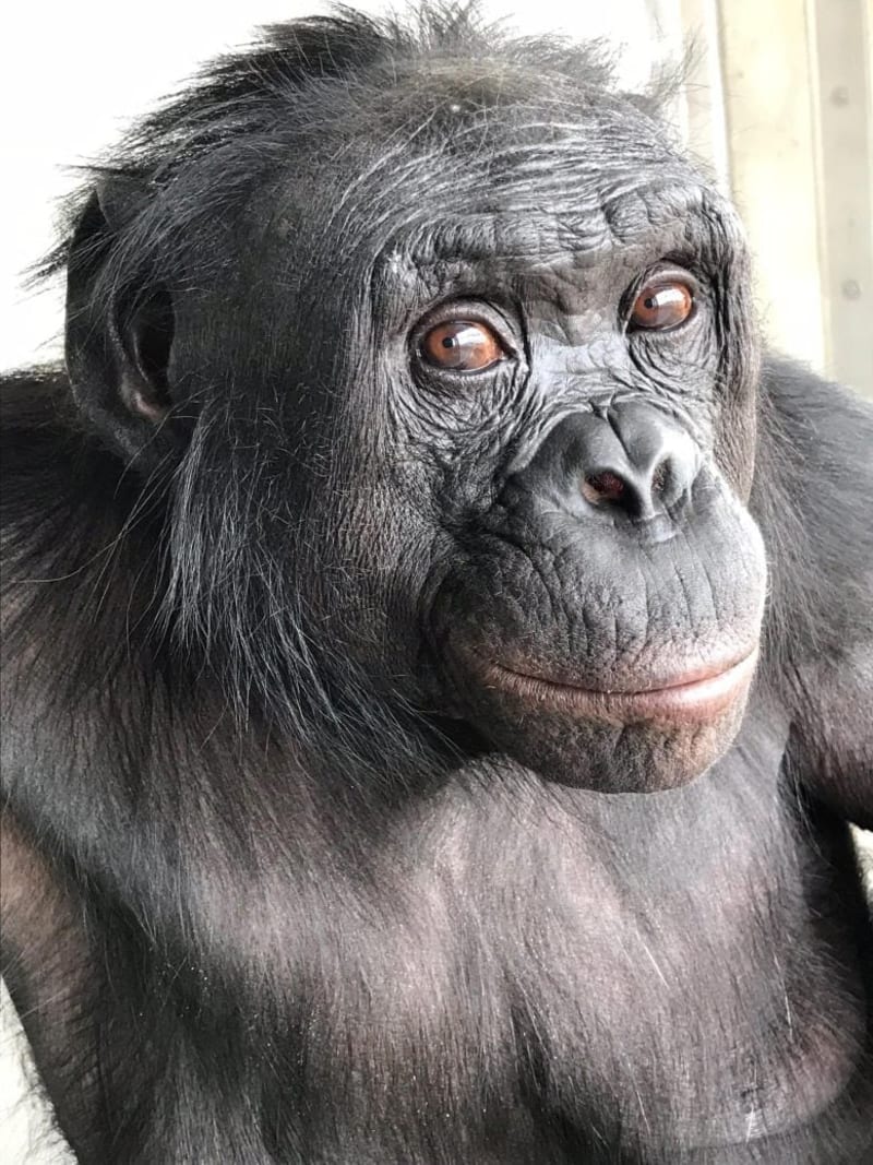 Bonobo Named Kanzi Plays Pretend in Groundbreaking Study - Image 4
