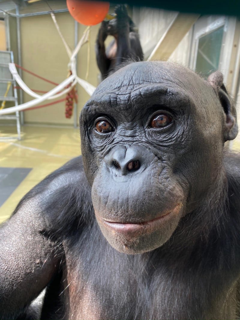 Bonobo Named Kanzi Plays Pretend in Groundbreaking Study
