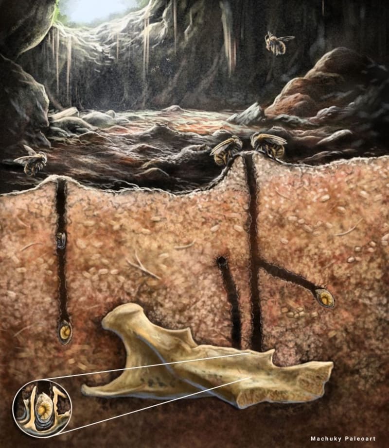 Amazing Discovery: Ancient Bees Found Creative Homes in Fossil Bones - Image 2