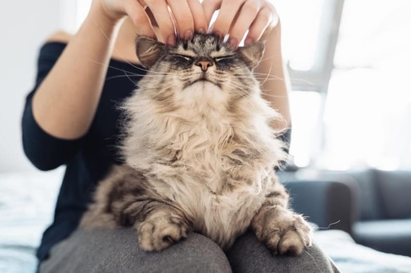 Your Cat's Purr Reveals Its Unique Identity, Study Finds - Image 2