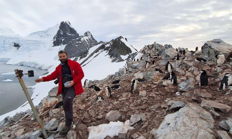 Antarctic Penguins Shift Breeding Two Weeks Earlier - Image 5