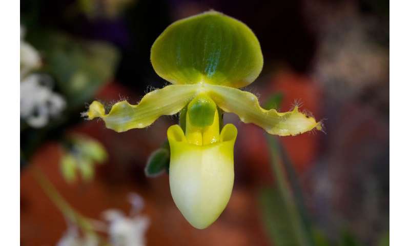 10,000 Orchids Chase Winter Blues at Chicago Garden Show - Image 5