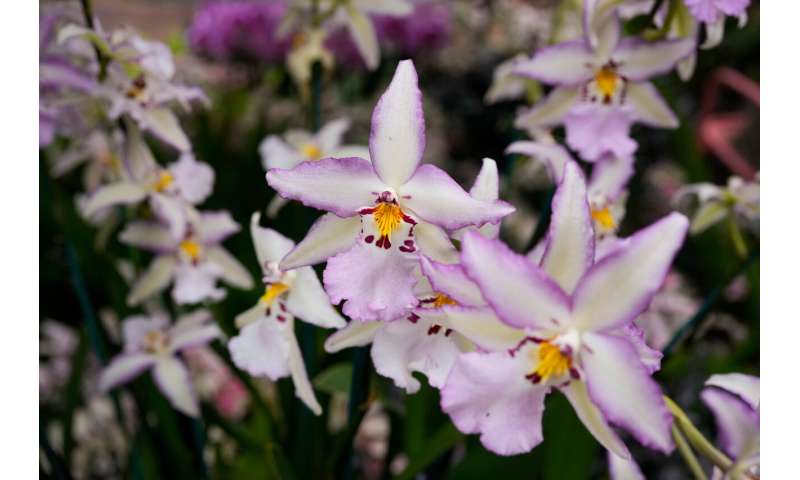 10,000 Orchids Chase Winter Blues at Chicago Garden Show - Image 4