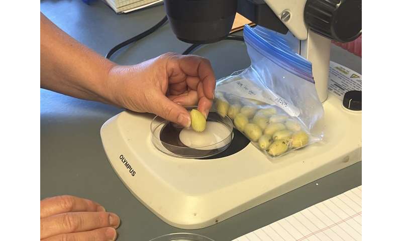 UC Davis Cracks the Code on Pistachio Hull Protection - Image 5
