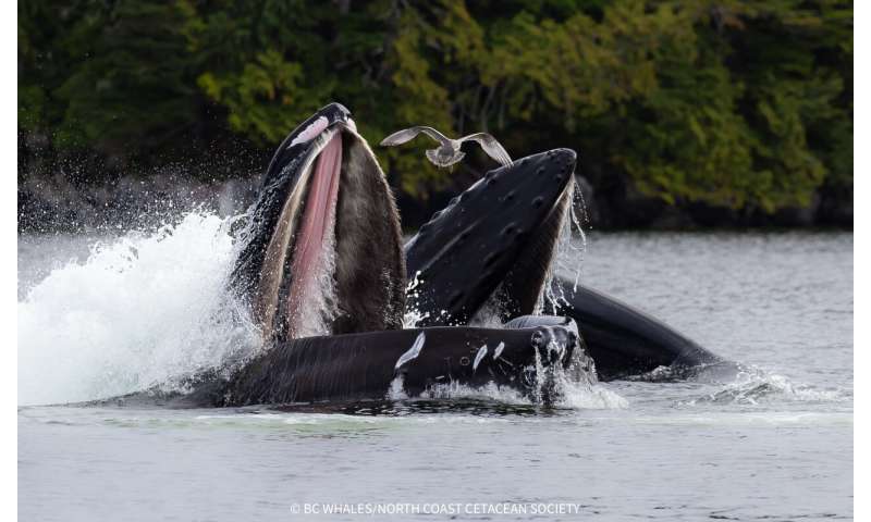 Whales Teaching Whales: How Culture Saves a Species - Image 5