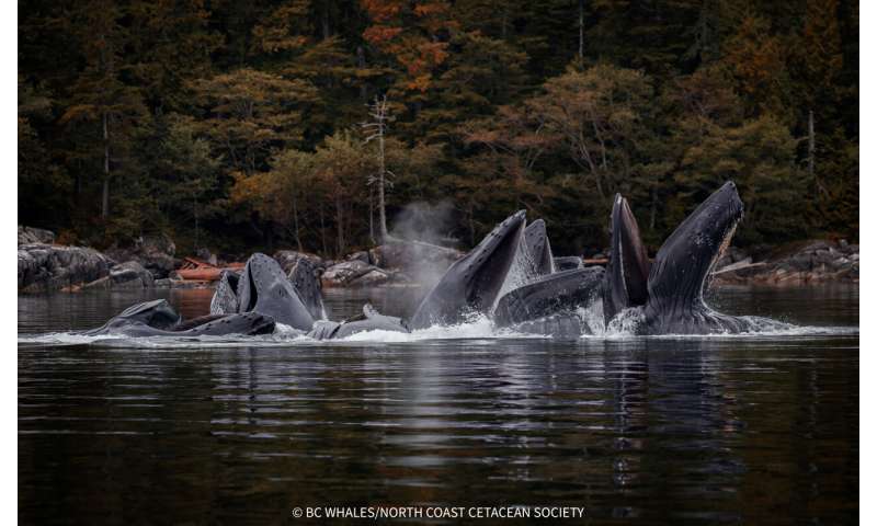 Whales Teaching Whales: How Culture Saves a Species - Image 4