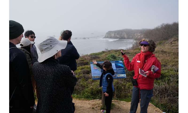 10,000 Elephant Seals Return to California After Near-Extinction - Image 5