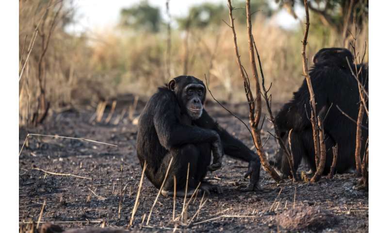 Senegal Researchers Study Chimps Instead of Mining Gold - Image 5
