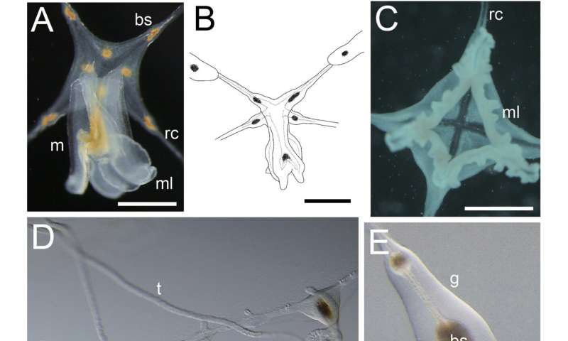 Star-Spotted Jellyfish Discovered in Japanese Aquariums - Image 4