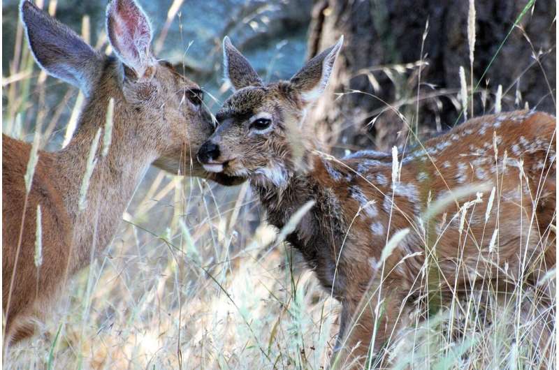 Catalina Island Restores Rare Ecosystem After 96 Years - Image 3
