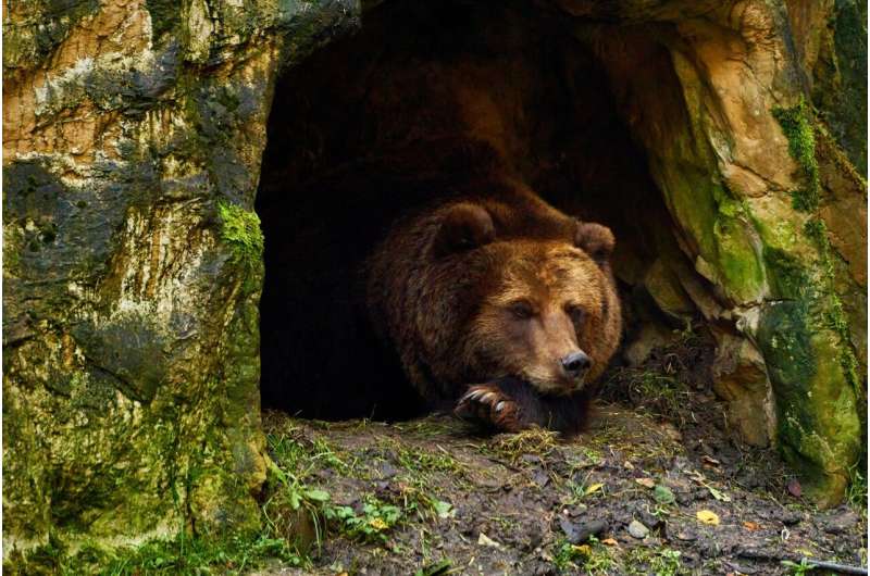 Hibernating Bears Hold Secret to Fighting Muscle Loss - Image 3