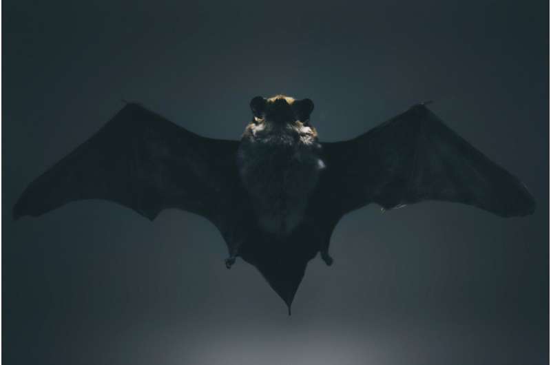 Humans Learn Bat-Like Echolocation in Minutes - Image 3