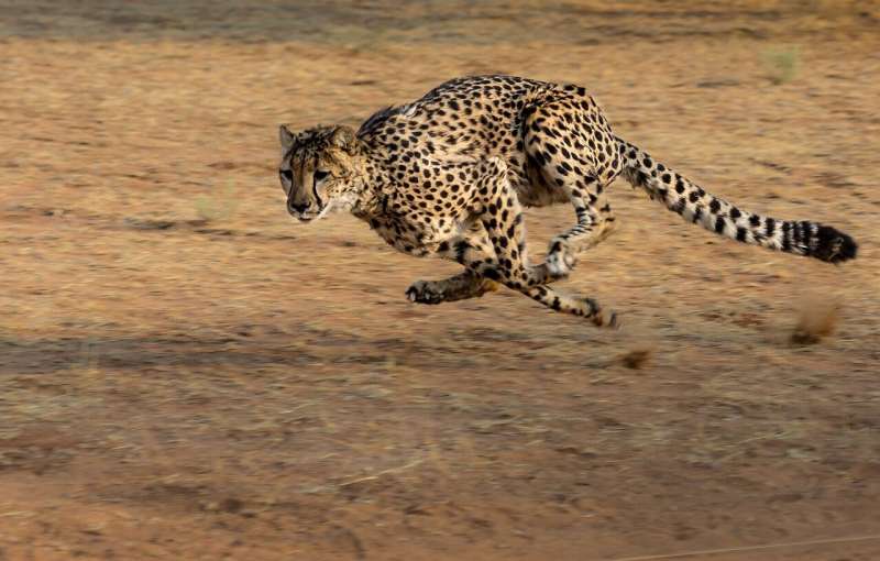 Lab-Grown Muscle Protein Creates Super-Strong Fabric - Image 3