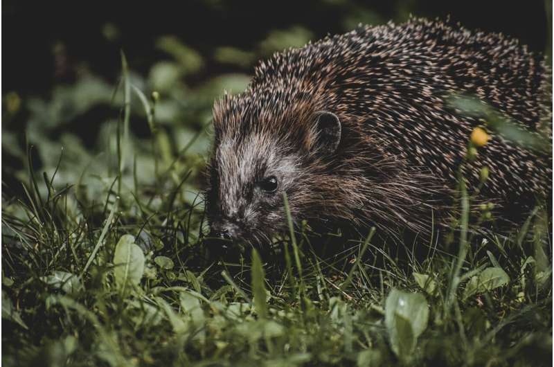 Hedgehogs Visit 78% of Gardens That Leave Out Food - Image 3