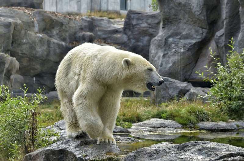 Chicago Zoo Races to Save Polar Bears Through Breeding Program - Image 3